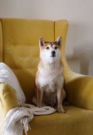 A dog sits on a yellow chair with a white blanket.