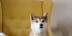 a dog sitting on a yellow chair