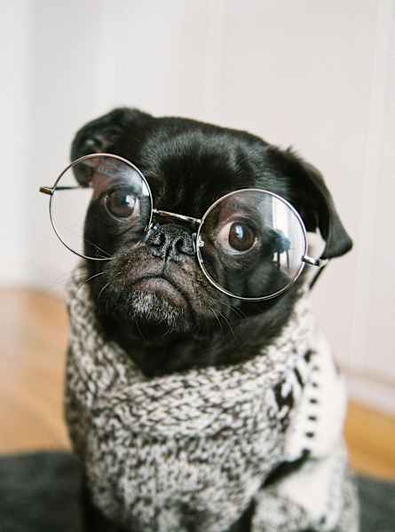 A black dog wearing glasses and a scarf.