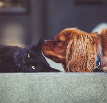 Pet Friendly at Roosevelt Square, Phoenix, AZ, 85003
