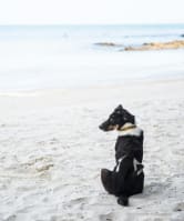 a black and white dog sitting on the beach