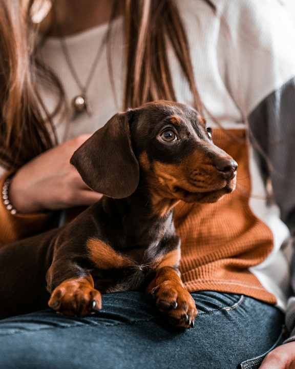 A small brown and black dog with big eyes is sitting on a person's lap.