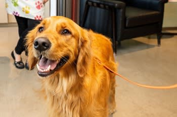 a brown dog on a leash in a room at Southpark on Whyte, Edmonton, Alberta