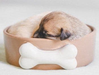 a small puppy sleeping in a pot