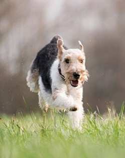 A dog is running through the grass.