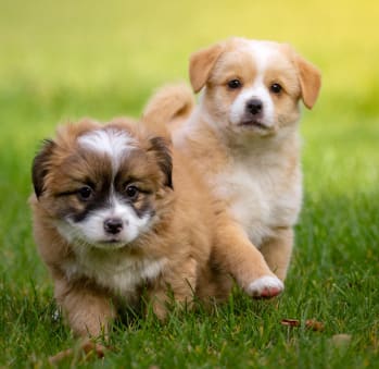 Pet-Friendly Community at Mockingbird Lane Plaza Affordable Apartments in Victoria TX