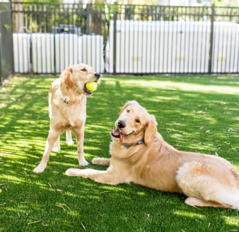 Pet Friendly Apartments at Waverly Terrace Luxury Apartments in Temple Terrace FL