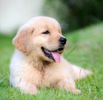 Pet Friendly Community at F11 Luxury Apartments in San Diego, CA