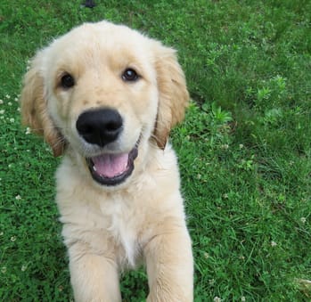 Pet Park at Palm Ranch Luxury Apartments in Davie, FL
