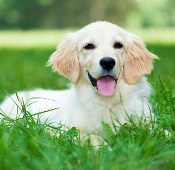 Pet Friendly Apartments at The Exchange Luxury Apartments in St. Petersburg, FL