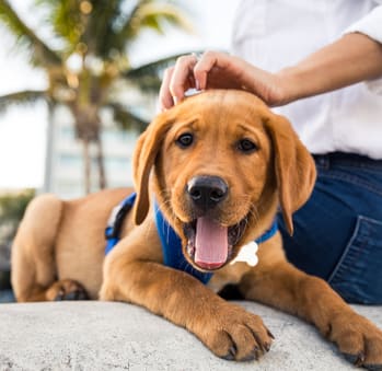 Pet Friendly Apartments at Azura Luxury Apartments in Kendall FL