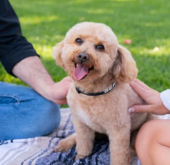 Pet Friendly Apartments at The Epic at Gateway Luxury Apartments in St. Pete, FL