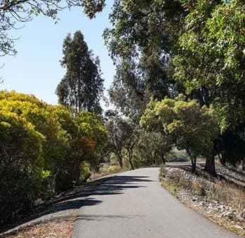 a road with trees on the side of it at The Edge on the Boulevard, California