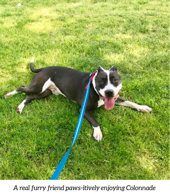 a black and white dog laying in the grass with a blue leash