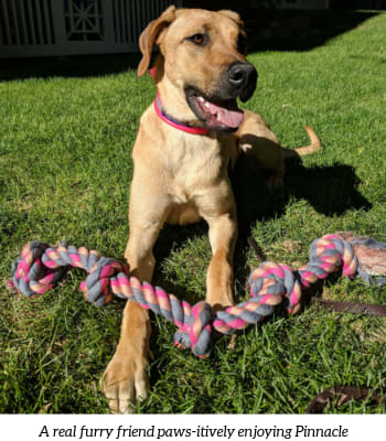 a dog playing with a toy in the grass