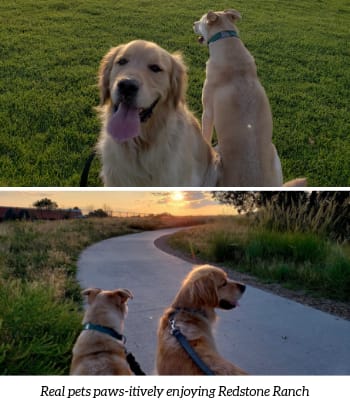 two pictures of a dog sitting on a path