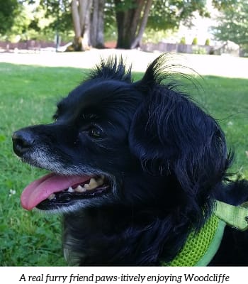 a black dog with its tongue out sitting in the grass