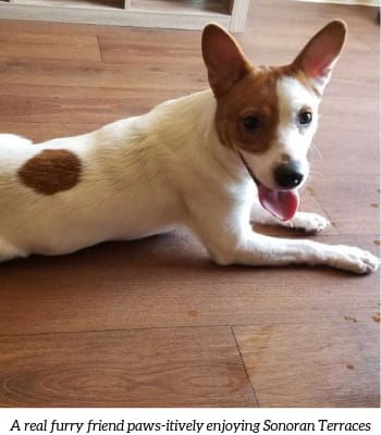 a small white and brown dog laying on the floor