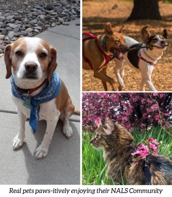 two pictures of dogs and a cat on a sidewalk