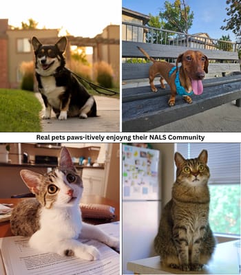 Pets Enjoying Apartment Community in Albuquerque