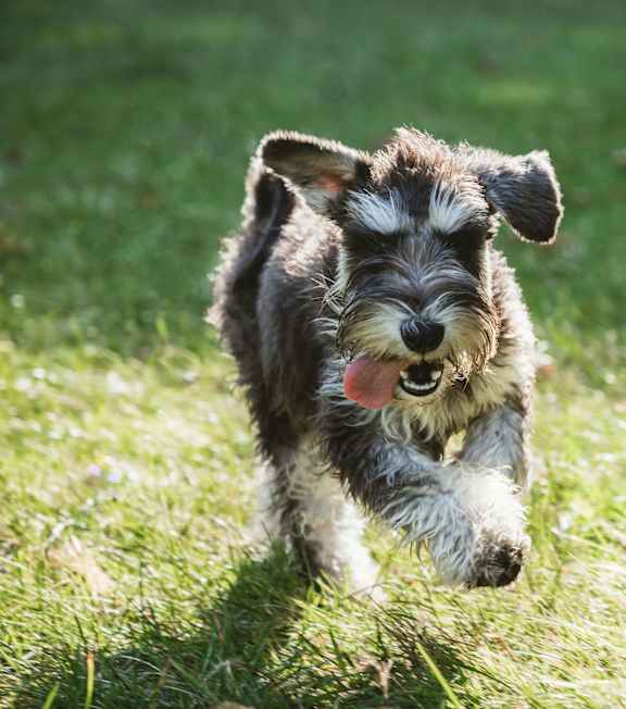 A small dog with a black and white coat is running on the grass.
