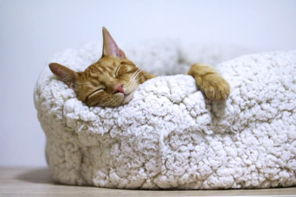 an image of a cat sleeping in a cat bed at Mosaic on the River Apartments, Richland, Washington