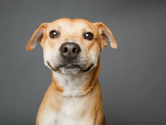 a brown and white dog looking at the camera