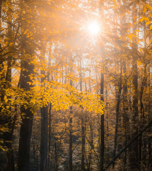 the sun shining through the trees in a forest with yellow leaves