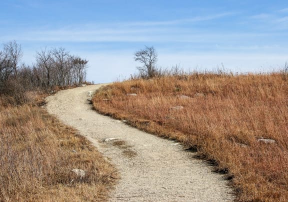 a trail through a grassy area with a blue sky in the background