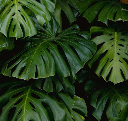 a close up of green leaves of a tropical plant