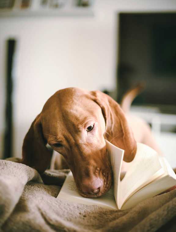 Dog reading a book on a bed at Lilia Apartments, Lilydale, Minnesota