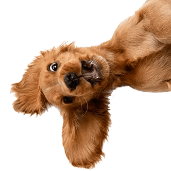 a dog laying on its back with its head up