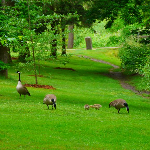 A family of geese are grazing in a lush green field.