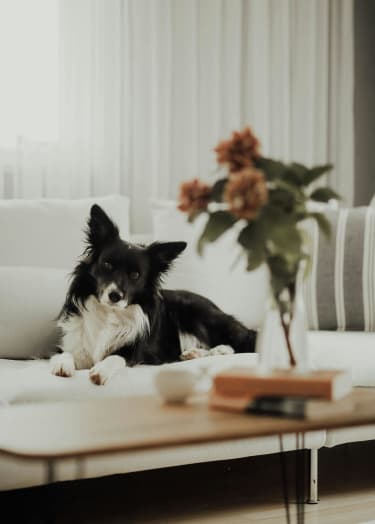 a black and white dog laying on a couch in a living room