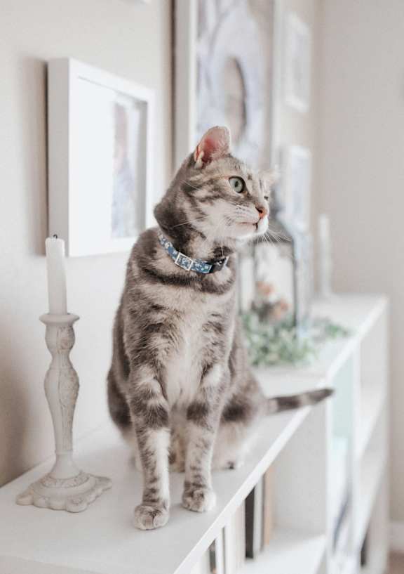 A cat with a blue collar is sitting on a white shelf.