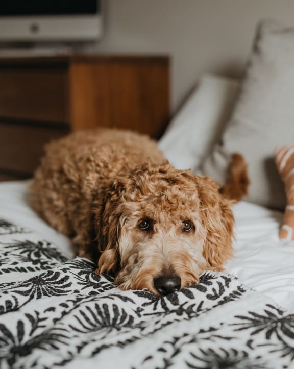 Pet-Friendly at  North Pointe Apartments in Vacaville, CA 
