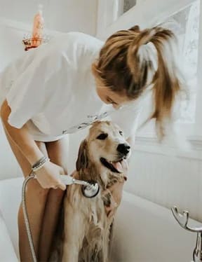 a woman in a white dress is blow drying a dog at 1033 W Loyola, Illinois, 60626