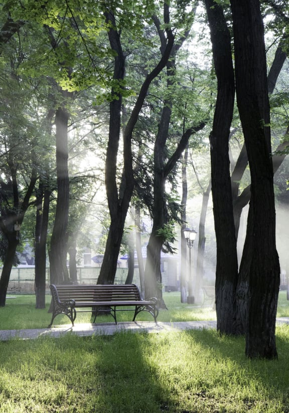 a park bench in the morning mist