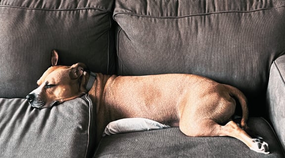 a large brown dog laying on a couch in a 2 bedroom apartment austin