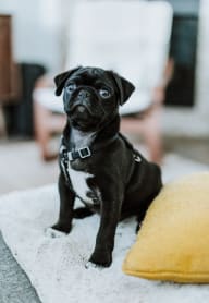 A black pug dog sitting on a white rug. at Brookstone, Washington