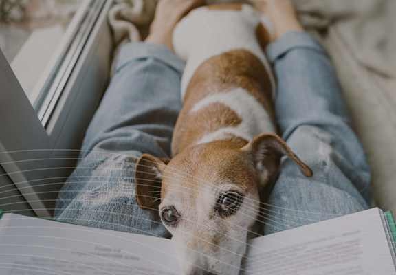 Dog Laying in Owner's Lap on Couch with Face in Book