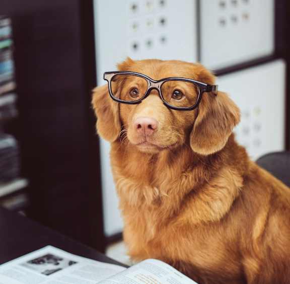 a dog wearing glasses sitting in front of a book