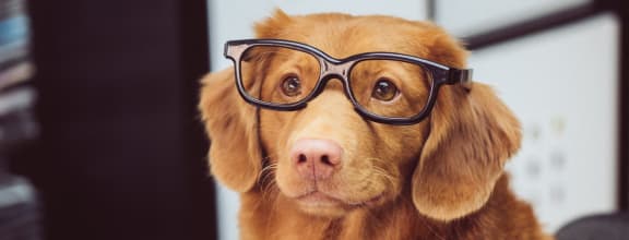 a dog wearing glasses sitting in front of an open book