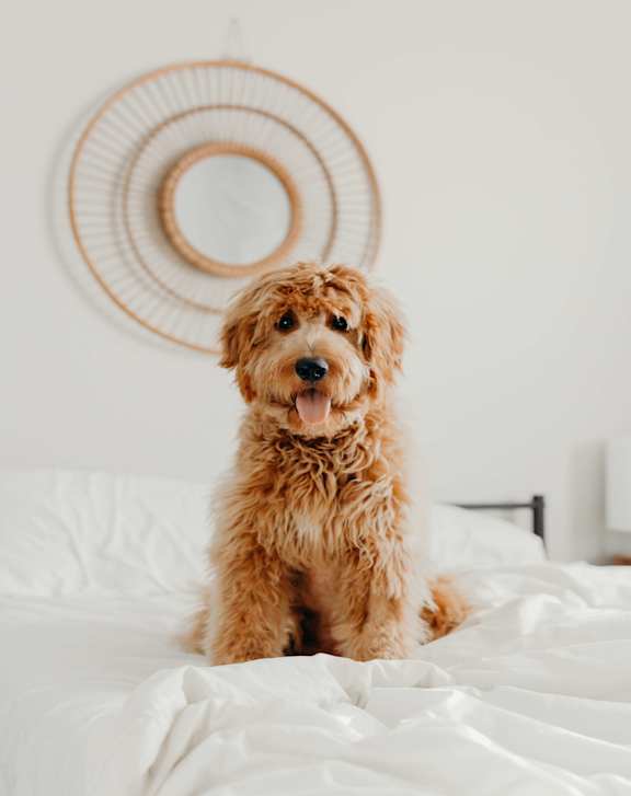A brown dog is sitting on a white bed.