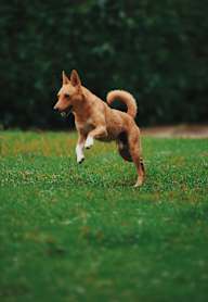 A dog is running in the grass.