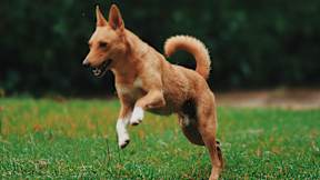 A dog is running in the grass.