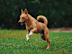A dog is running in the grass.