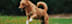 A dog is running in the grass.