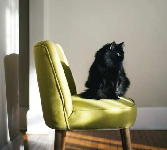 A black cat sitting on a green chair.