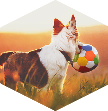 a dog in a field holding a soccer ball in its mouth